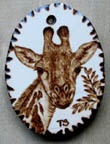 tanjasova Giraffa camelopardalis